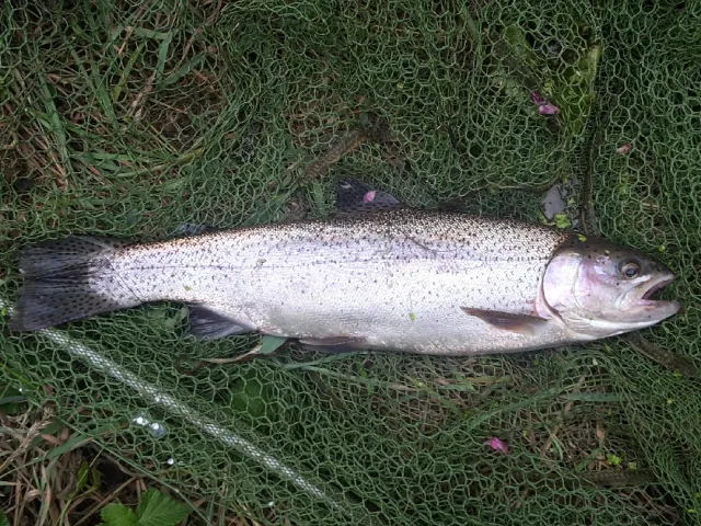 Regenbogenforelle