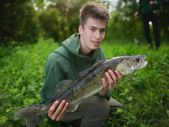 Zander