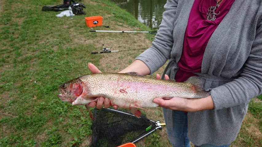 Regenbogenforelle