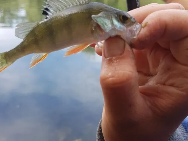 Flussbarsch