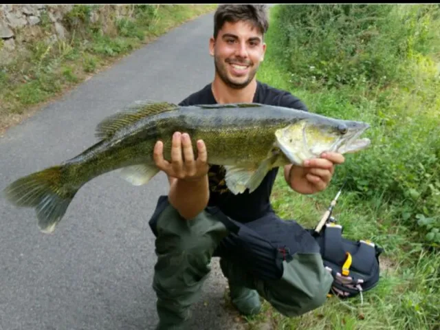 Zander
