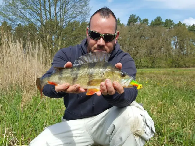Flussbarsch