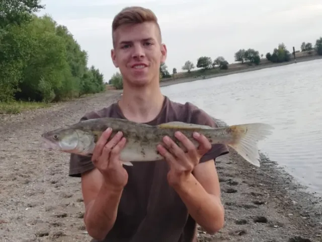 Zander