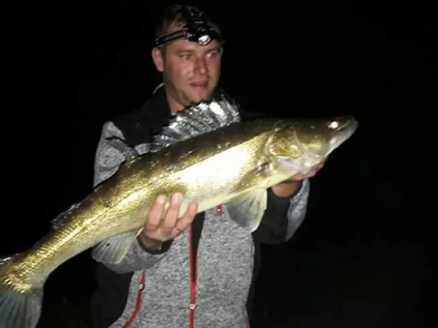Zander