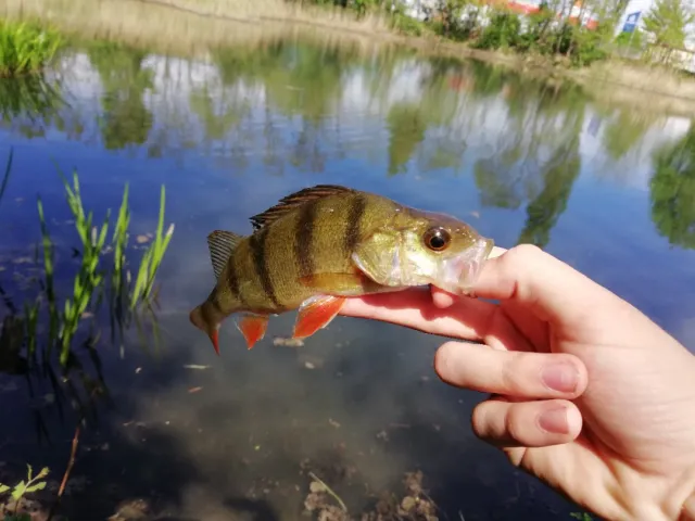 Flussbarsch
