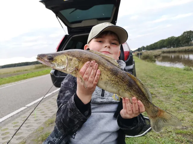 Zander