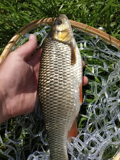 Döbel
