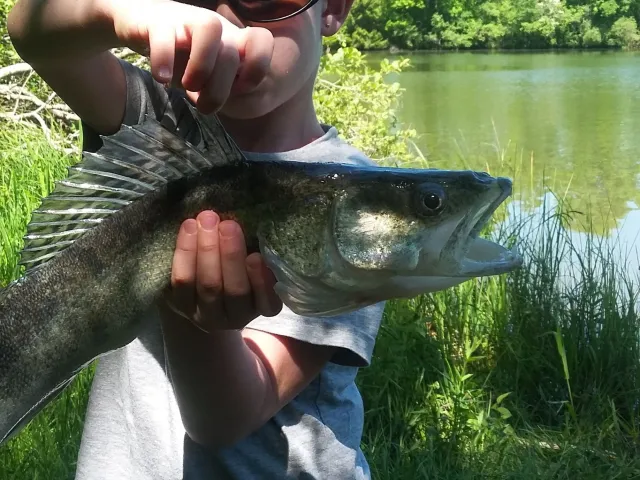Zander