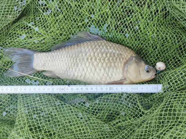 Giebel
