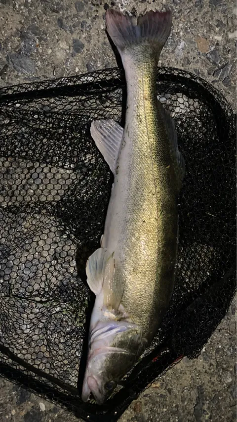 Zander