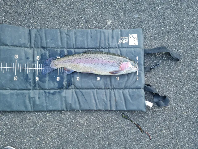 Regenbogenforelle