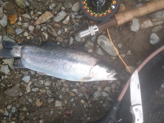 Regenbogenforelle