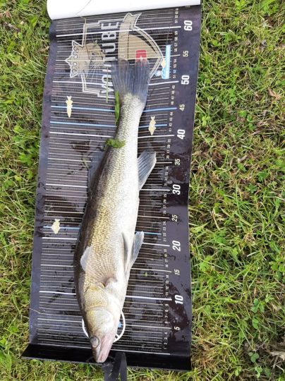 Zander