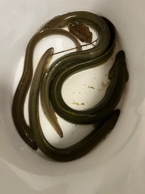 Aal