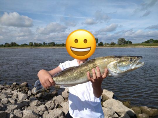 Zander