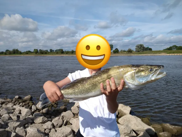 Zander