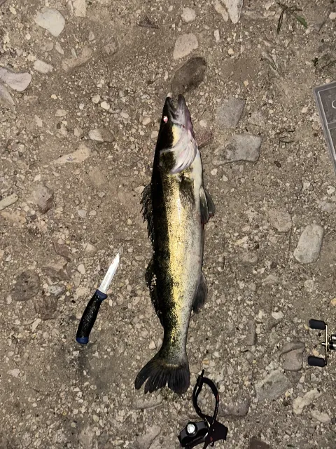 Zander
