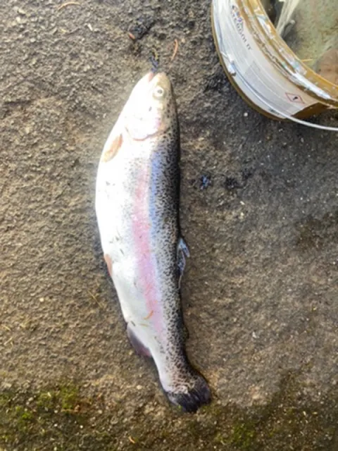 Regenbogenforelle