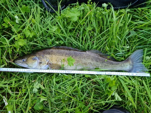 Zander