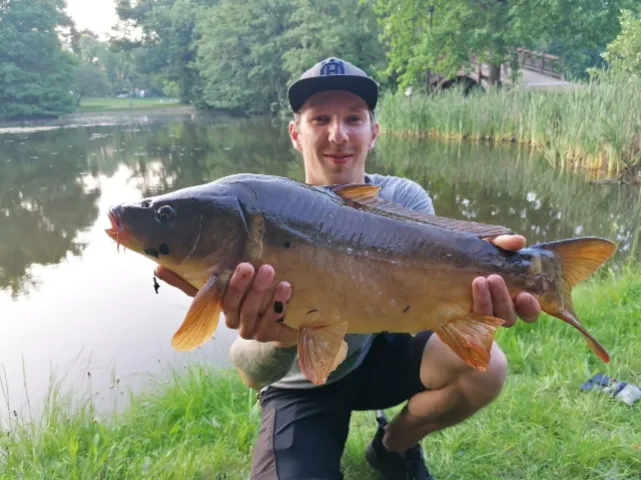 Karpfen