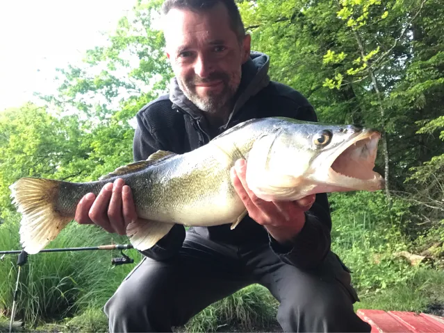 Zander