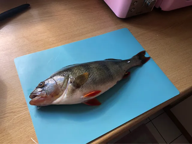 Flussbarsch