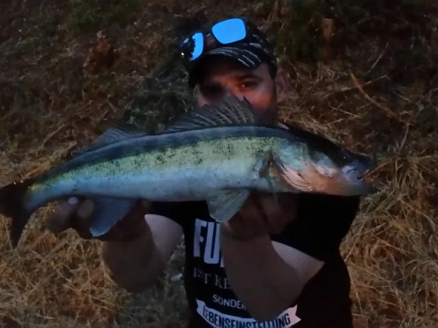 Zander