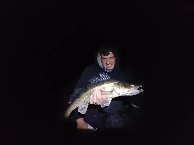Zander