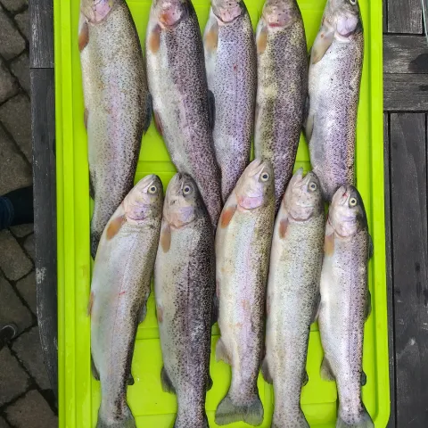 Regenbogenforelle