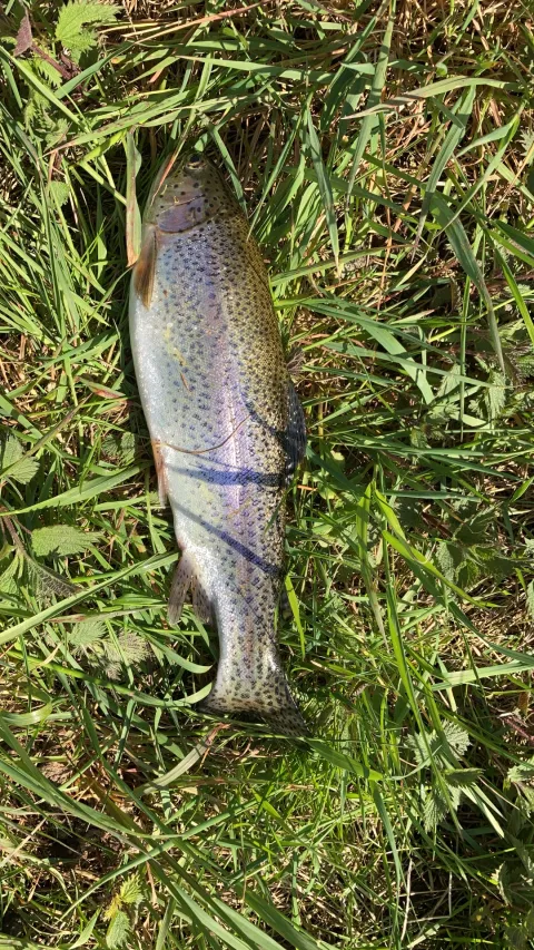Regenbogenforelle