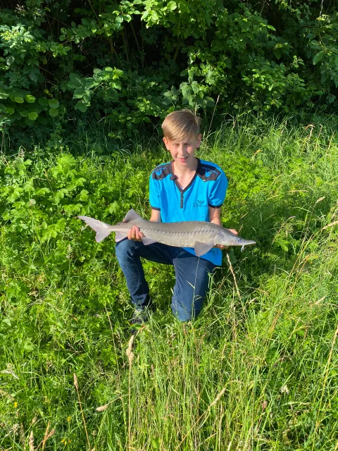 Stör