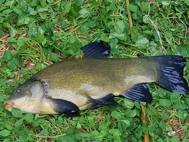 Schleie