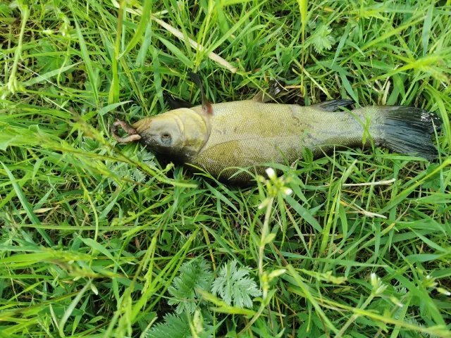 Schleie