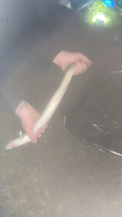 Aal