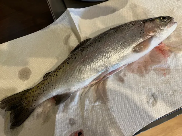 Regenbogenforelle