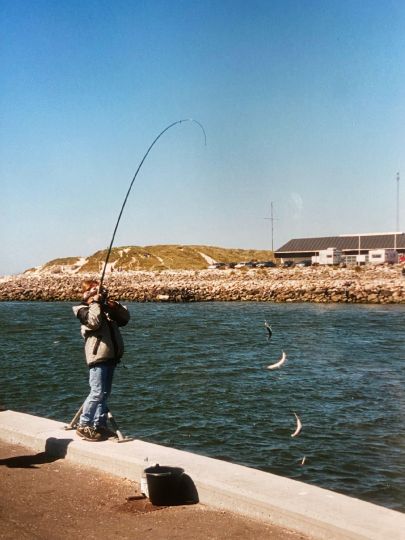 Hering