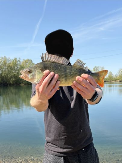 Flussbarsch