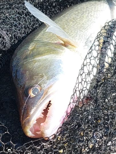 Zander