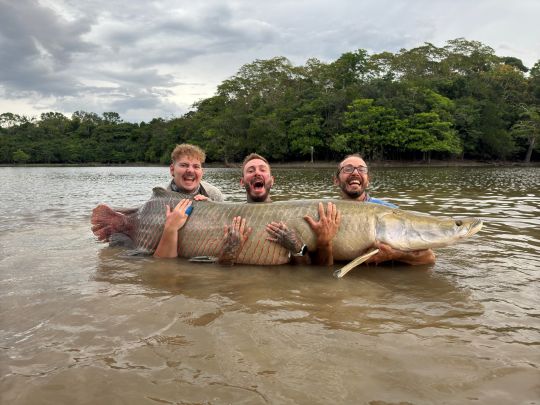 Arapaima