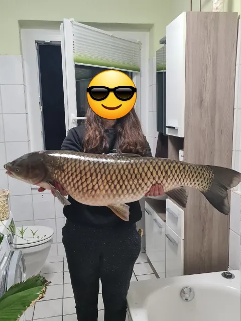 Graskarpfen