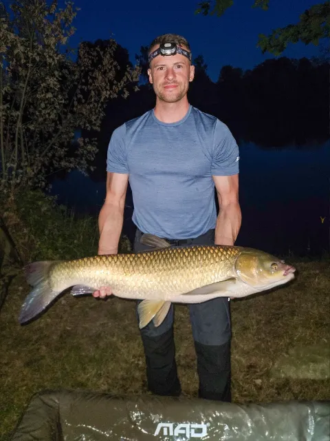 Graskarpfen