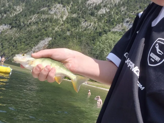 Flussbarsch