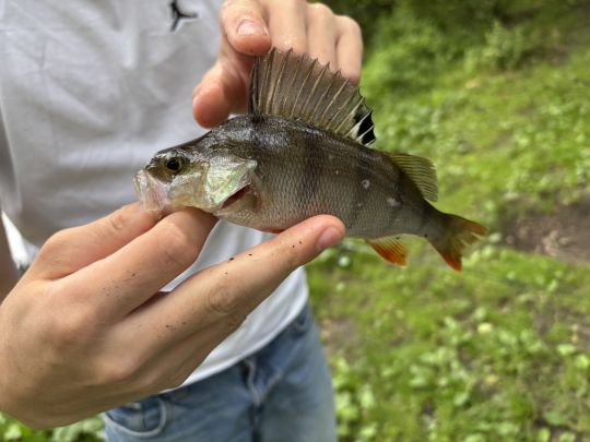 Flussbarsch