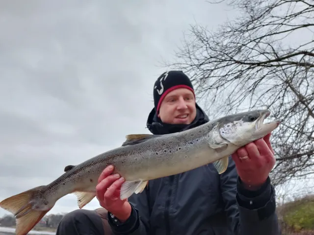 Lachs