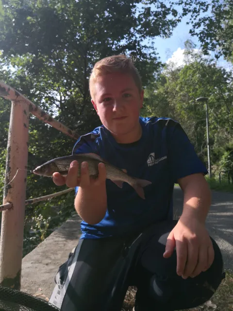 Äsche