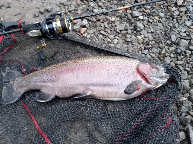 Regenbogenforelle