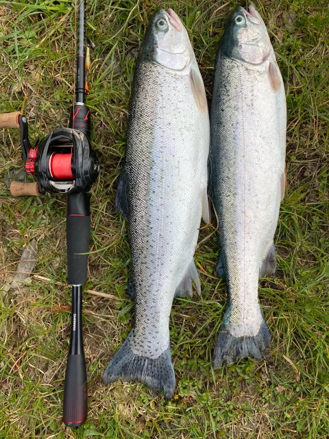 Regenbogenforelle