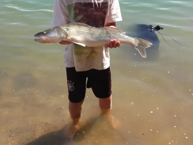 Zander
