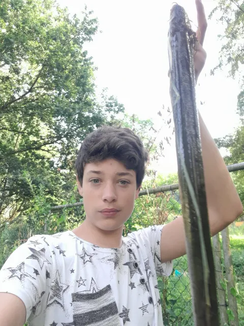Aal