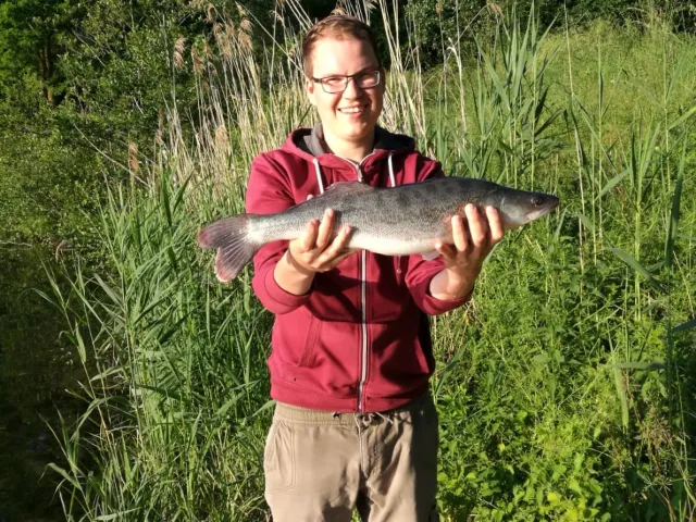 Zander